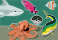 Sea Creatures