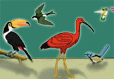 Birds