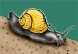 Invertebrates